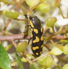 Castiarina octospilota