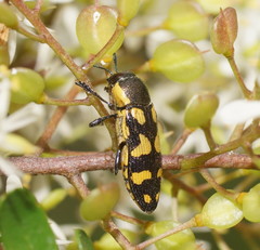 Castiarina octospilota