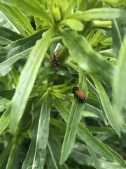 Phyllotocus rufipennis