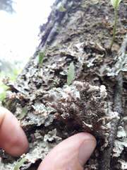 Pseudocyphellaria glabra