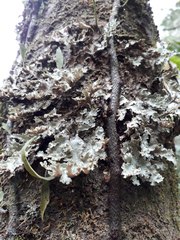 Pseudocyphellaria glabra