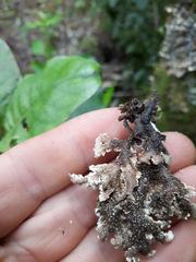 Pseudocyphellaria glabra