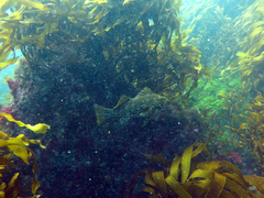 Aplodactylus arctidens