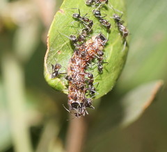 Jalmenus evagoras
