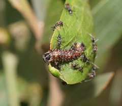 Jalmenus evagoras