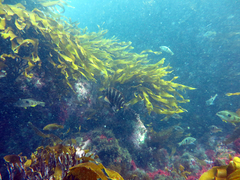 Chirodactylus spectabilis