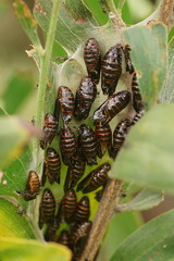 Jalmenus evagoras