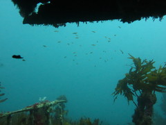 Forsterygion maryannae