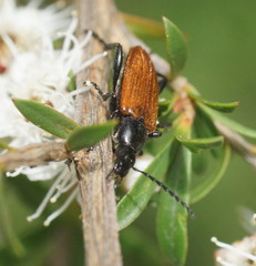 Lepturidea deplanchei