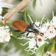 Lepturidea deplanchei