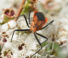 Gminatus