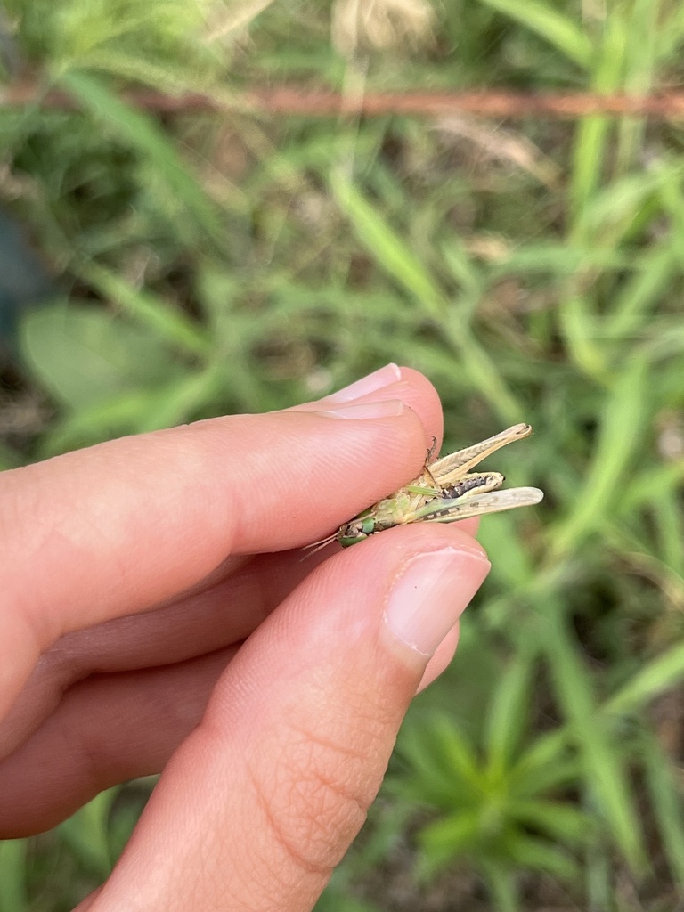 Tx Locust Pasture Locust from Shepard Rd, Aubrey, TX, US on June 23, 2023 at 04: ...