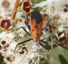 Gminatus