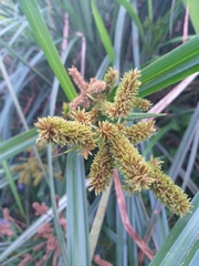 Cyperus alopecuroides