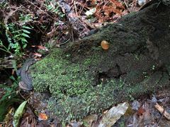 Heimiomyces velutipes