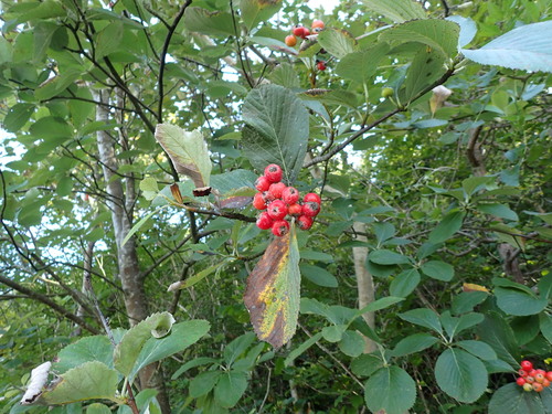 Menai Strait Whitebeam