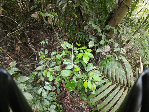 Agelaea borneensis observed 2023-06-08