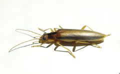 Thelyphassa lineata