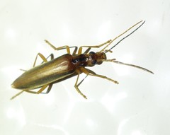 Thelyphassa lineata