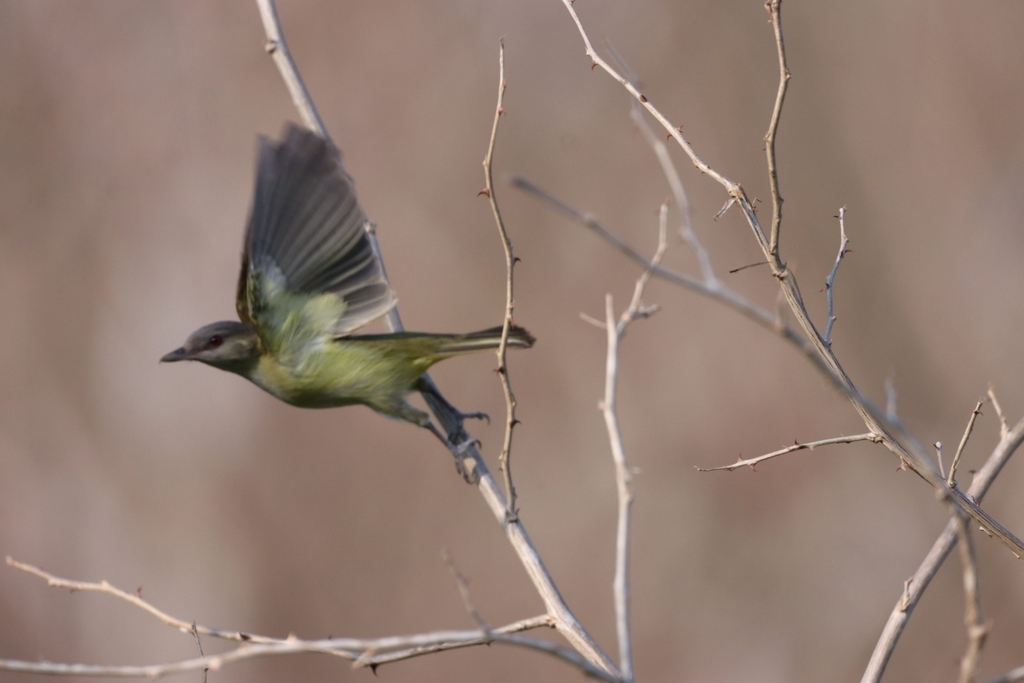 Tres Marias Island Yellow-green Vireo