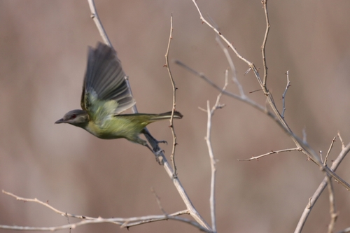 Tres Marias Island Yellow-green Vireo