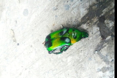 Heterorrhina sexmaculata