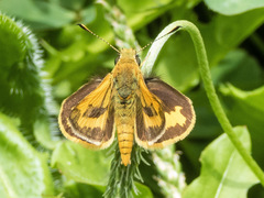 Ocybadistes walkeri sothis