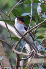 Hemixos castanonotus