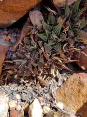 Haworthia mirabilis sublineata