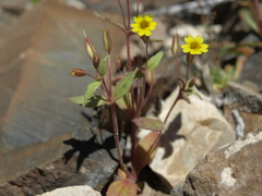 Erythranthe calcicola