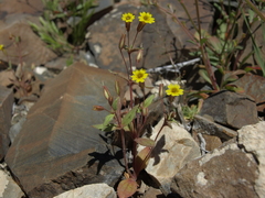 Erythranthe calcicola