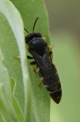Bembicinae