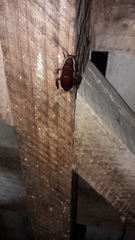 Drymaplaneta semivitta