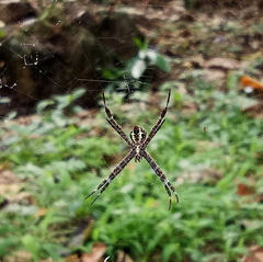Argiope
