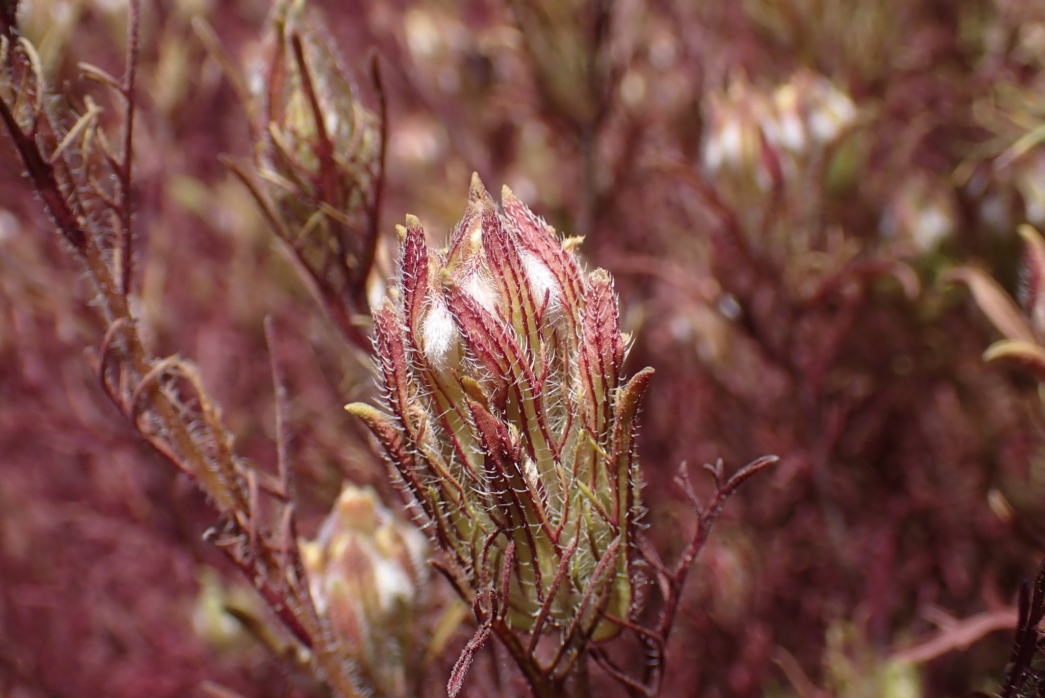 Dicranostegia orcuttiana