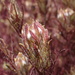 Dicranostegia orcuttiana - Photo (c) nathantay,  זכויות יוצרים חלקיות (CC BY-NC)
