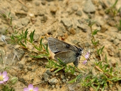 Glaucopsyche lygdamus image