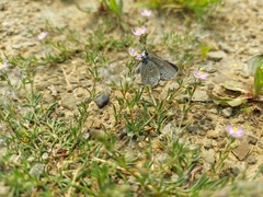 Glaucopsyche lygdamus image
