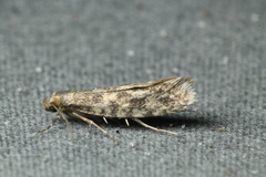 Lindera tessellatella