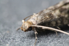 Lindera tessellatella