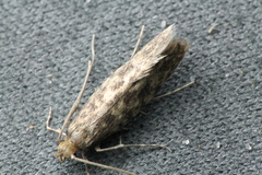 Lindera tessellatella