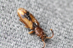 Cryptamorpha desjardinsi