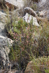 Erica selaginifolia