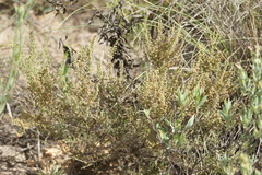 Erica rigidula