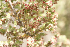 Erica rigidula