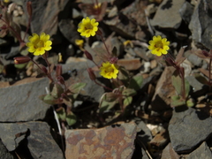Erythranthe calcicola