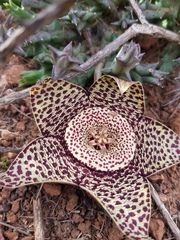 Orbea variegata