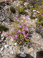 Drosanthemum quadratum