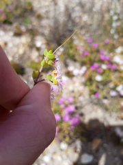 Drosanthemum quadratum
