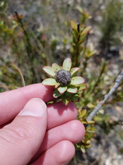 Leucadendron coriaceum